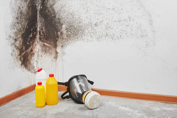 Best Post-Flood Mold Remediation in West Pensacola, FL