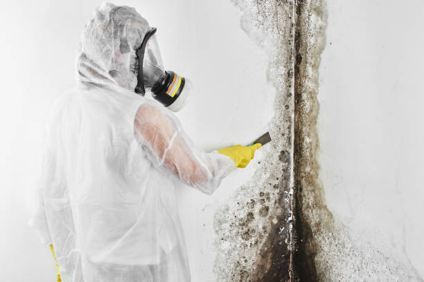 Best White Mold Remediation in West Pensacola, FL