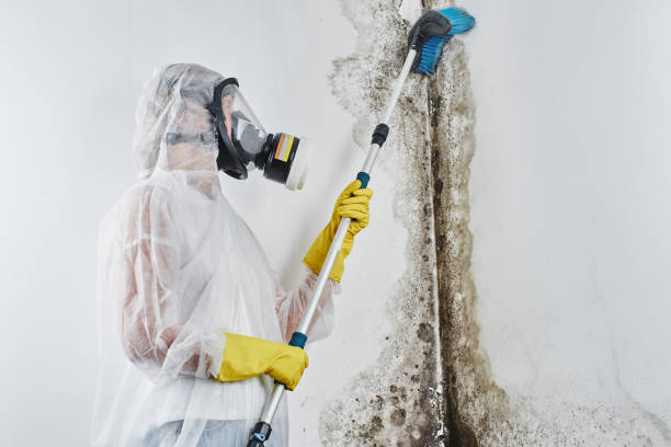 Best Residential Mold Remediation in West Pensacola, FL