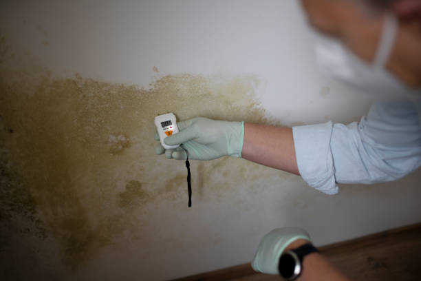 Best Localized Mold Remediation (e.g., coastal areas, humid climates) in West Pensacola, FL