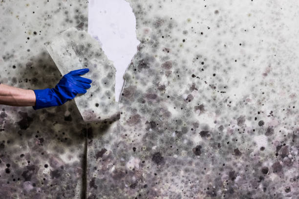 Best Emergency Mold Remediation in West Pensacola, FL
