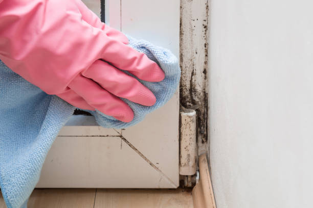 Best Mold Testing and Inspection Services in West Pensacola, FL